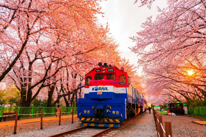 釜山頗具特色的賞櫻點包括慶和火車站著名的鐵道櫻花。（圖／易遊網提供）