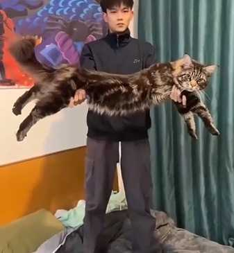 該隻貓咪如今身長近180公分,比主人還要高。(圖/翻攝畫面)