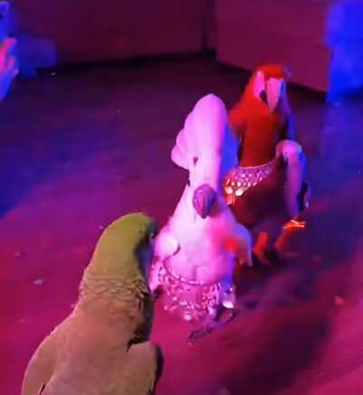鸚鵡在大舞廳裡躁動。（圖／翻攝自臉書）