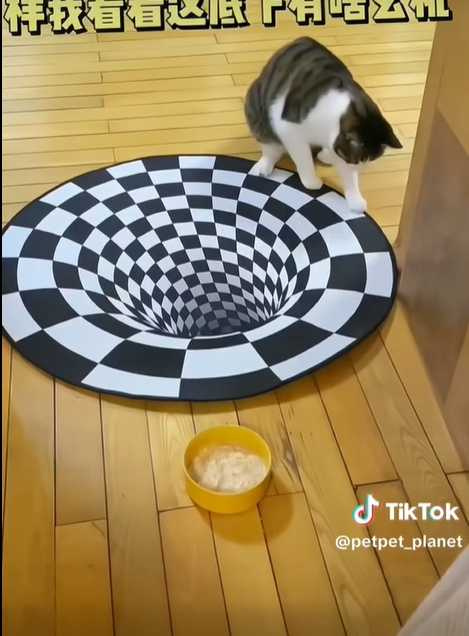 貓咪看到3D地毯超冷靜。（圖／翻攝自臉書）