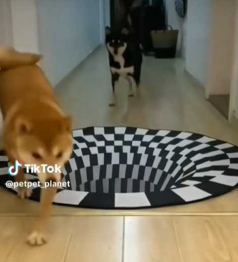 狗狗看到3D地毯嚇死了。（圖／翻攝自臉書）