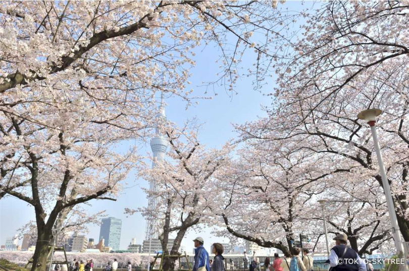 沿途欣賞位在隅田川旁的隅田公園3月中下旬櫻花盛開的美景。