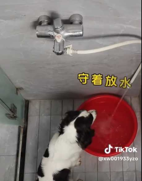 狗狗回到家後自己跑去洗腳。(圖/翻攝自臉書)