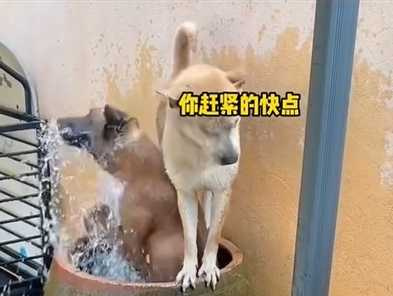 兩狗爭先恐後搶泡澡。（圖／翻攝自臉書）