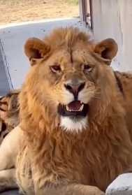 獅子窩在老虎身旁狂蹭。（圖／翻攝自臉書）