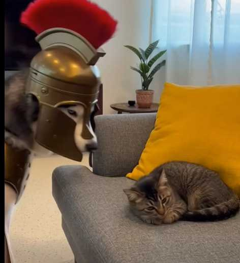 狗狗戴頭盔,完全不怕貓咪打。(圖/翻攝自臉書)