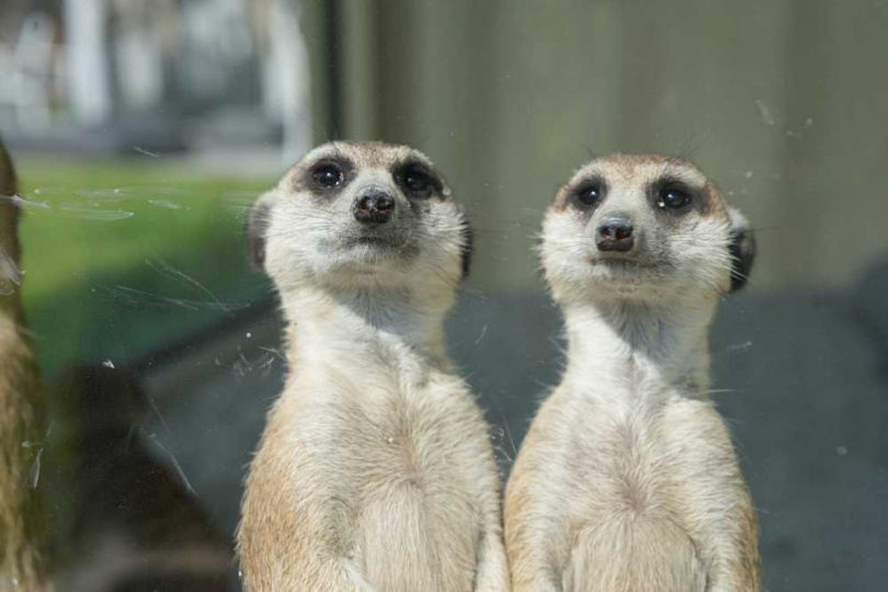 占地2千坪，水豚、鵜鶘、狐獴、笑笑羊等眾多可愛動物，可近距離互動。（圖片提供／麗寶樂園）