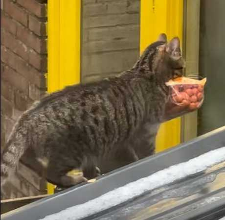 貓咪偷腸被錄下。（圖／翻攝自臉書）