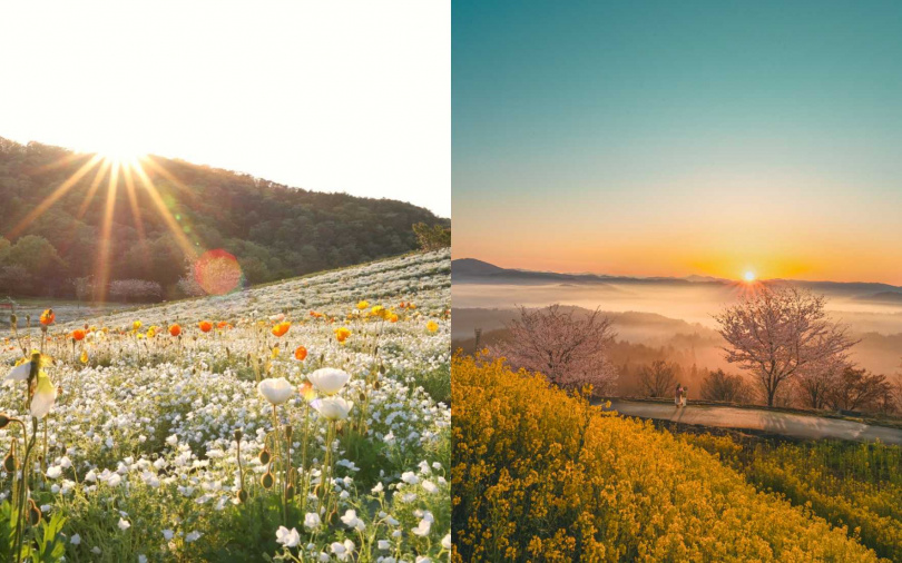 (圖/世羅町提供)