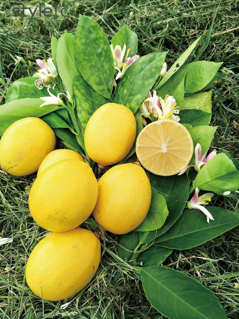 「Asiru檸境」是台灣少數種植與推廣梅爾檸檬的品牌。（圖／業者提供）