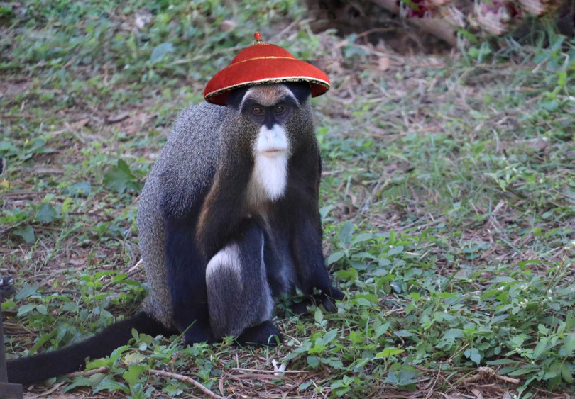 六福村的白髯翁面猴也想變身鰲拜，免費玩樂園。