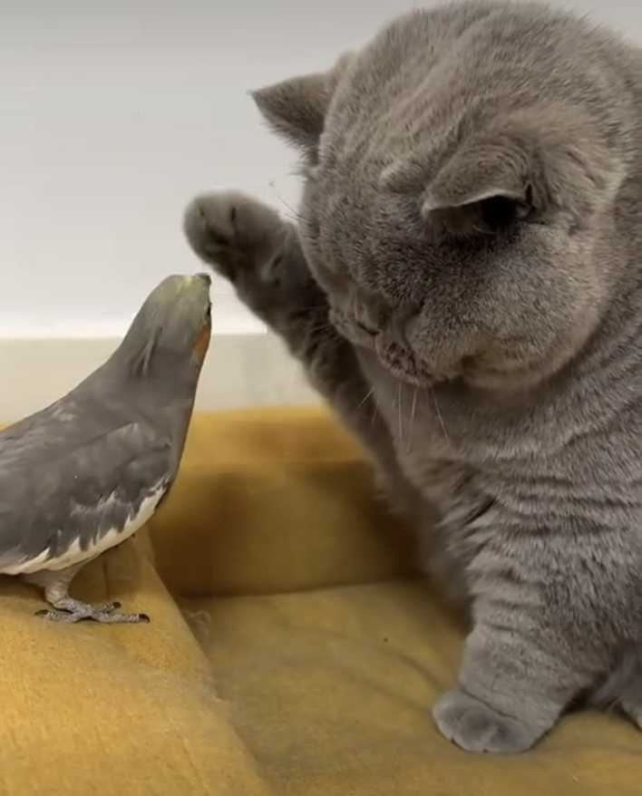 貓咪寵溺摸摸鸚鵡的頭。（圖／翻攝自臉書）