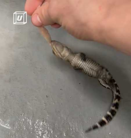 稚嫩鱷魚使出死亡滾動。(圖/翻攝自臉書)