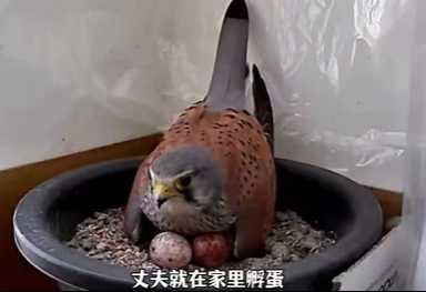 把猛禽餵成了家禽。(圖/翻攝自臉書)