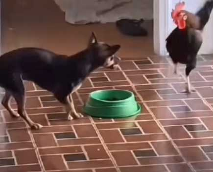 雞肖想狗糧，結果惹怒狗狗了。（圖／翻攝自臉書）