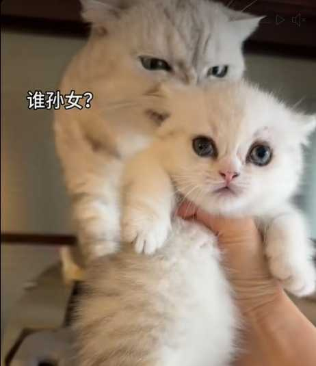 白貓對小喵及老鼠的差別待遇。(圖/翻攝自臉書)
