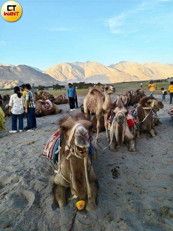 性格溫馴的駱駝已習慣旅人靠近拍照,甚至還會看著鏡頭。(圖/魏妤靜攝)