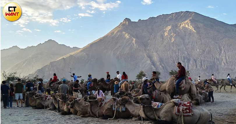 黃昏時分來到漢德爾沙丘體驗騎乘駱駝行走一段古絲路的樂趣。(圖/魏妤靜攝)