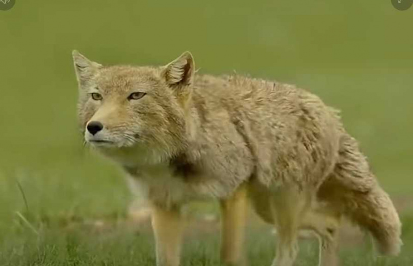 雪豹公認「高原三傻」的第一名。（圖／翻攝自臉書）