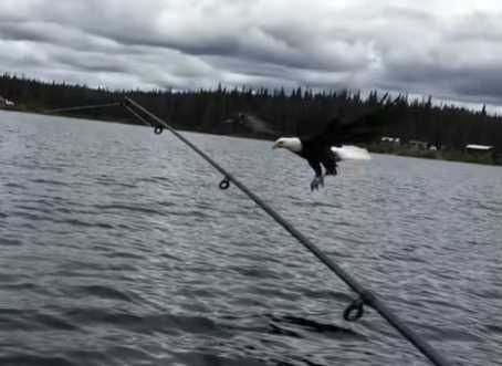 白頭海鵰低空掠過結果被釣魚線纏住。（圖／翻攝自臉書）