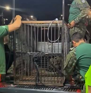 美洲豹拖著受傷的身軀渡河。（圖／翻攝自臉書）