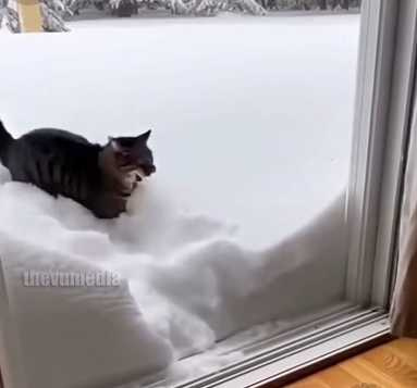 貓咪不聽勸,一頭栽進雪堆裡。(圖/翻攝自臉書)