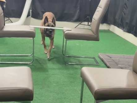 神犬Monkey完成一次特技。（圖／翻攝自臉書）