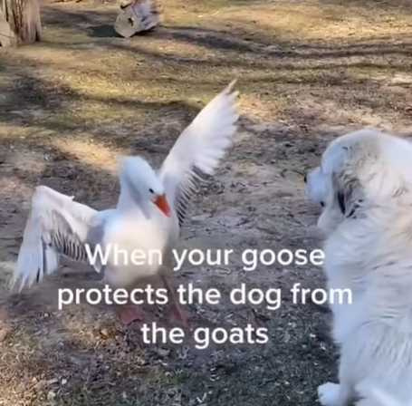 鵝保護狗狗。（圖／翻攝自臉書）
