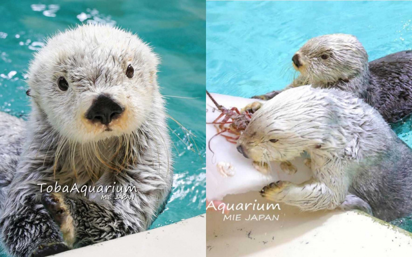 (圖/翻攝自鳥羽水族館IG)