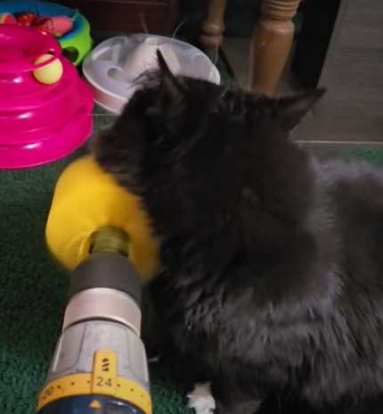 飼主拿電鑽替貓咪按摩。(圖/翻攝自臉書)