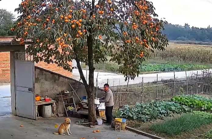 狗狗被橘子砸到頭。（圖／翻攝自臉書）
