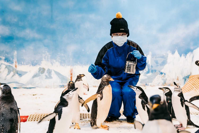 12月16日 KLOOK獨家預售 屏東海生館「我與企鵝的0.1毫米」企鵝飼育照護體驗
