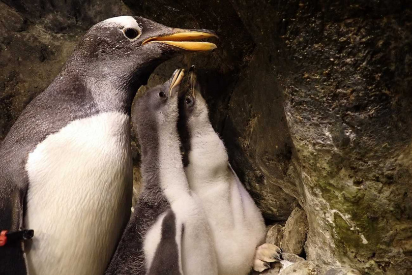今年海生館再次復育出十餘隻企鵝寶寶，有機會看到尚未換羽完成的企鵝可愛模樣