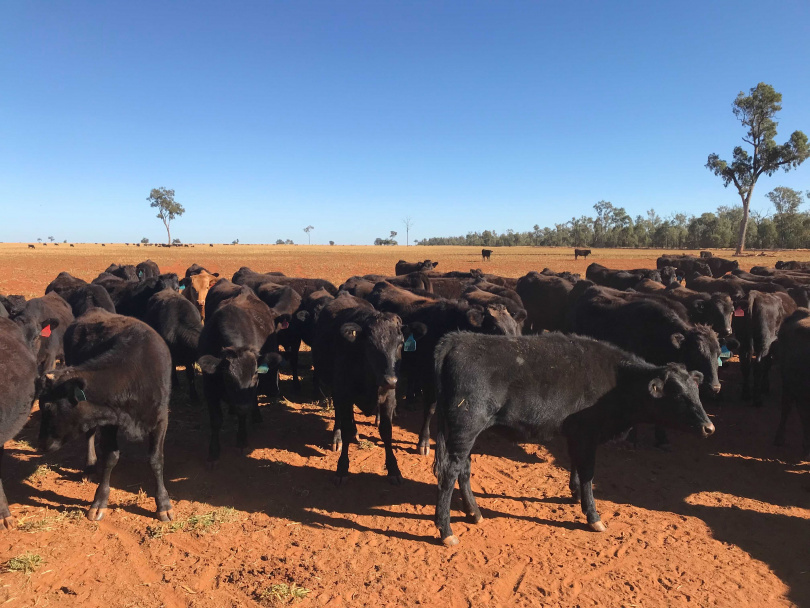 畜養在澳洲東部的大狄維亭山脈的Westholme牛群。（圖／教父牛排提供）