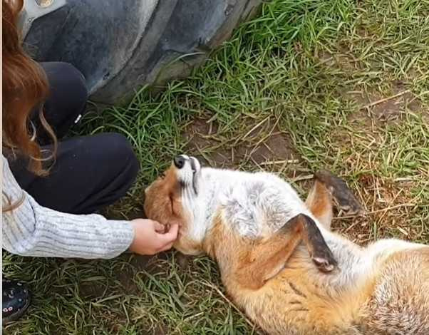 狐狸被女孩摸到翻肚。（圖／翻攝自臉書）
