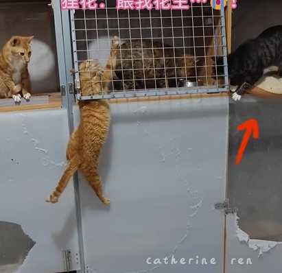 主人直擊宿舍霸凌現場。（圖／翻攝自臉書）