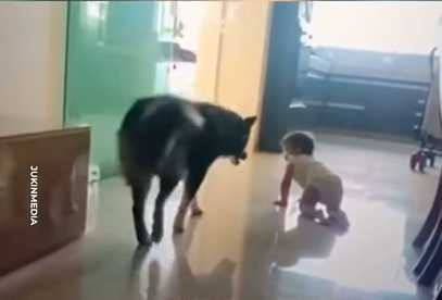 邊牧不讓孩子爬出門外。（圖／翻攝自臉書）