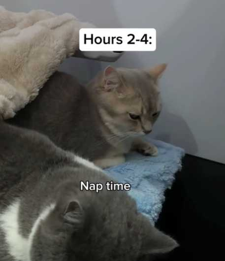 貓咪搭飛機。（圖／翻攝自臉書）