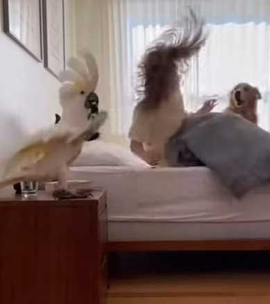 鸚鵡把主人叫起來準備早餐。（圖／翻攝自臉書）