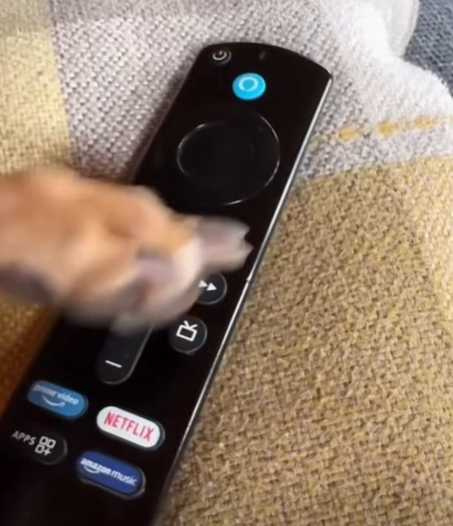 主人和狗狗的有趣互動。（圖／翻攝自臉書）