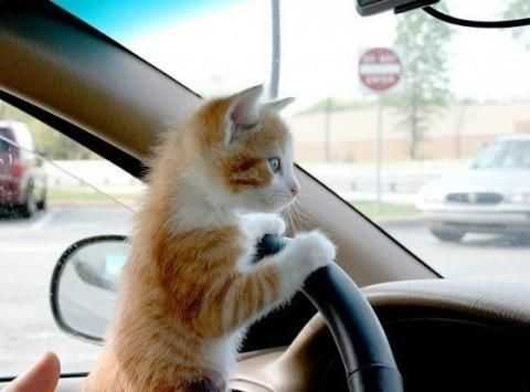 溫度高的情況下把主子留在車上，容易因高溫導致貓咪中暑甚至死亡！