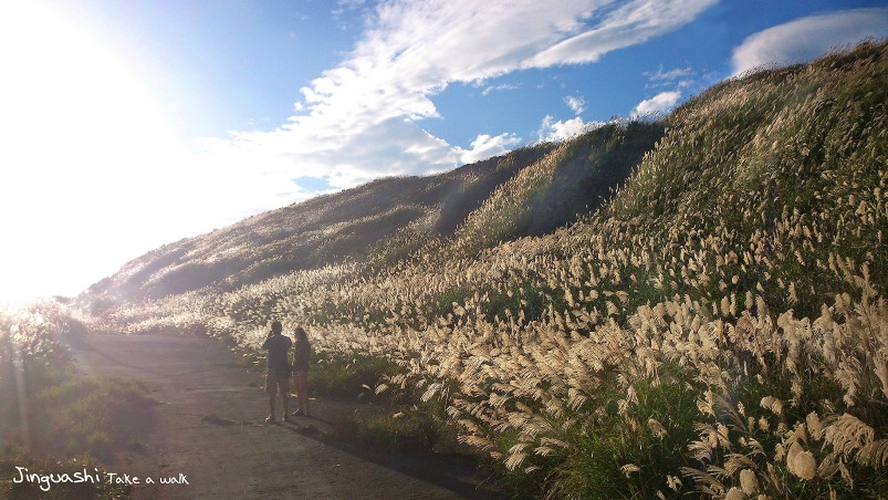 11月金瓜石芒草季，正是上山健行好時節。（圖／「散散步」提供）