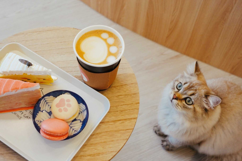  入住旅客可選擇至最新爆紅打卡點擼LALA Sweets體驗擼貓療癒下午茶，享受被可愛貓咪包圍的幸福感。