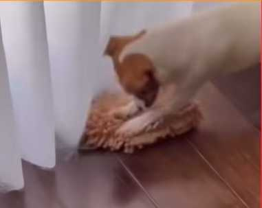 狗狗改玩抹布，家裡地板意外乾淨。（圖／翻攝自臉書）