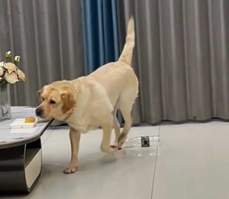 趁主人躲起來，拉拉趕緊跑去偷吃點心。（圖／翻攝自臉書）