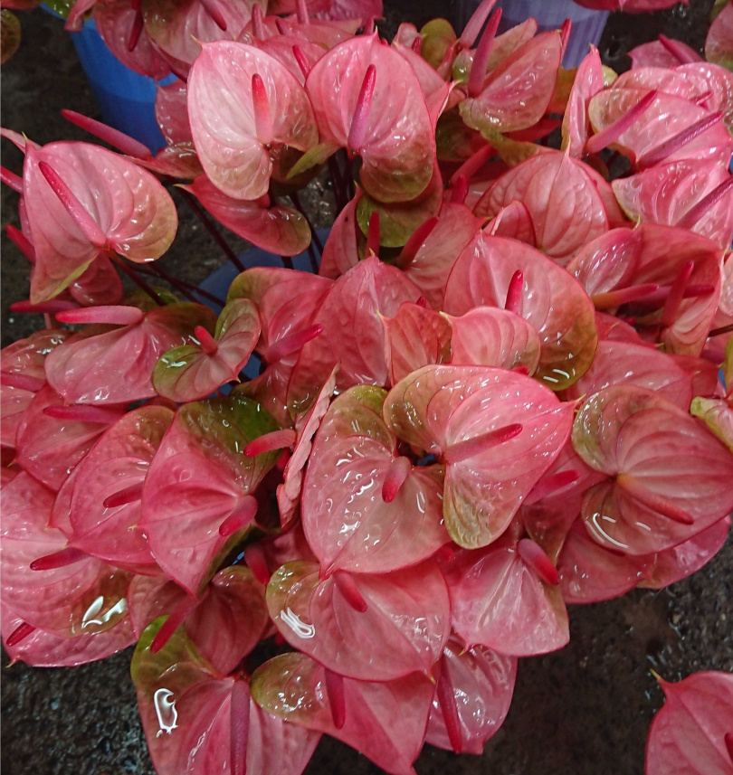 「台農7號新貴粉」為「農試所」育成之國產火鶴花之品種，苞葉呈現浪漫桃紅色、肉穗紅色之中型花品種，多為切花運用。
