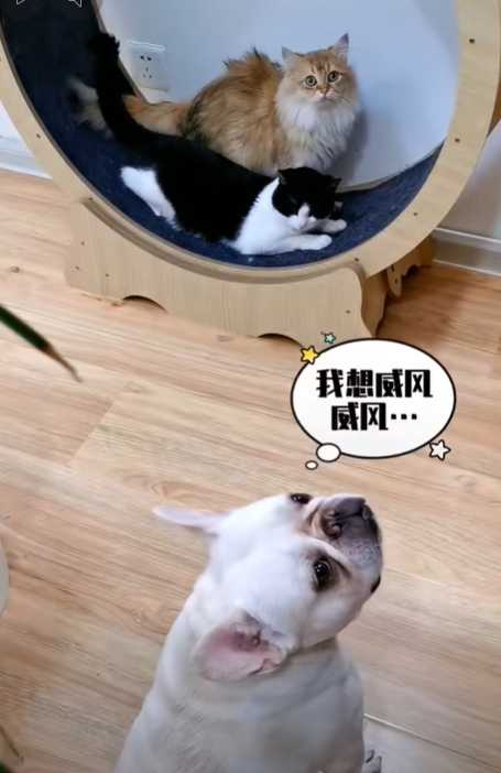 法鬥吵架要人拉。（圖／翻攝自臉書）