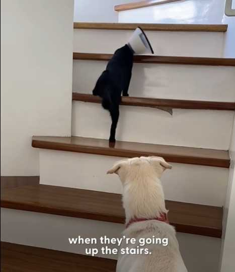 狗狗關愛著小貓。（圖／翻攝自臉書）