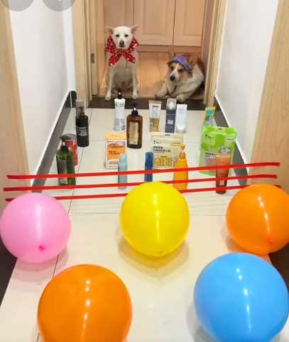 柯基把障礙物全撞倒。（圖／翻攝自臉書）