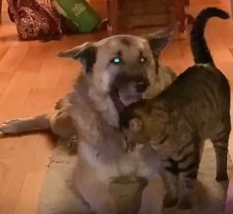 狗狗喜歡含住貓頭，但貓咪沒反抗。（圖／翻攝自臉書）